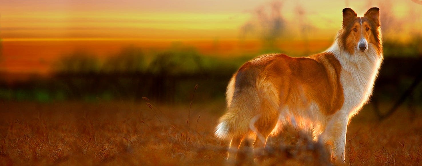 Montana Dog Names Popular Male and Female Names Wag!